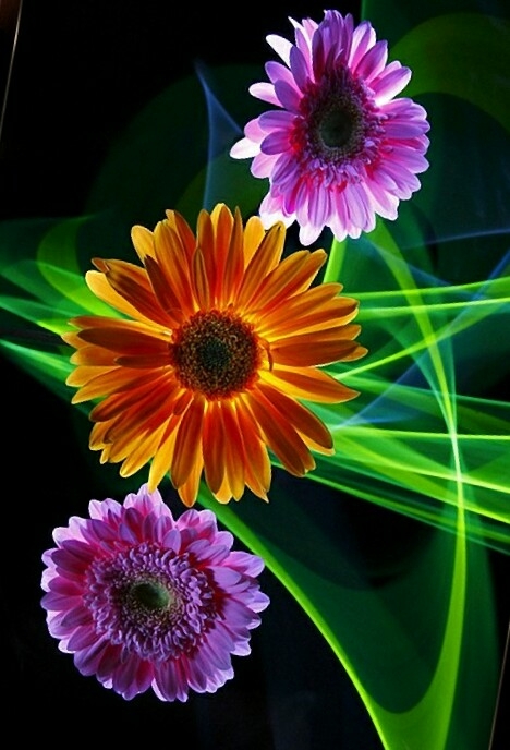 gerbera