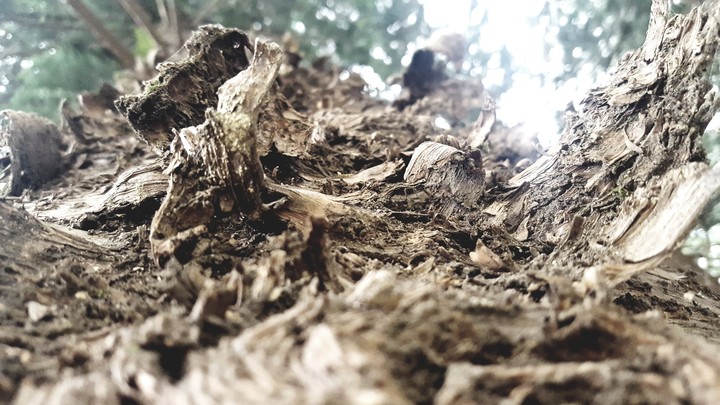 madera