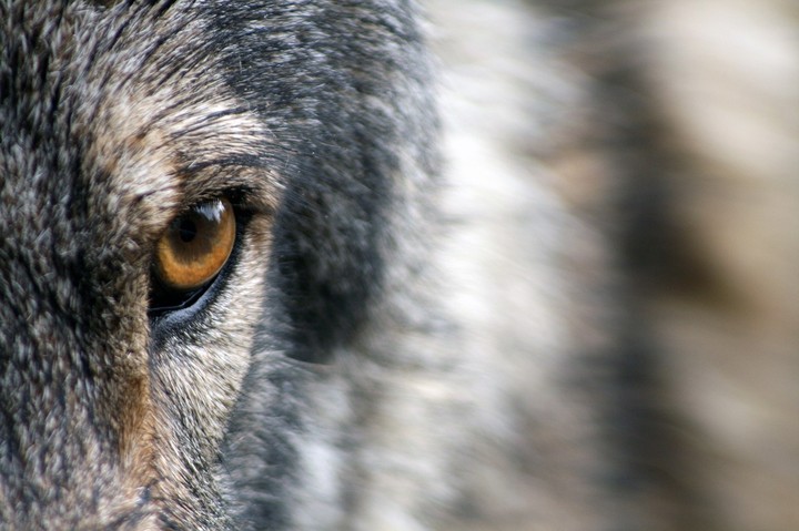 Wolf Eye