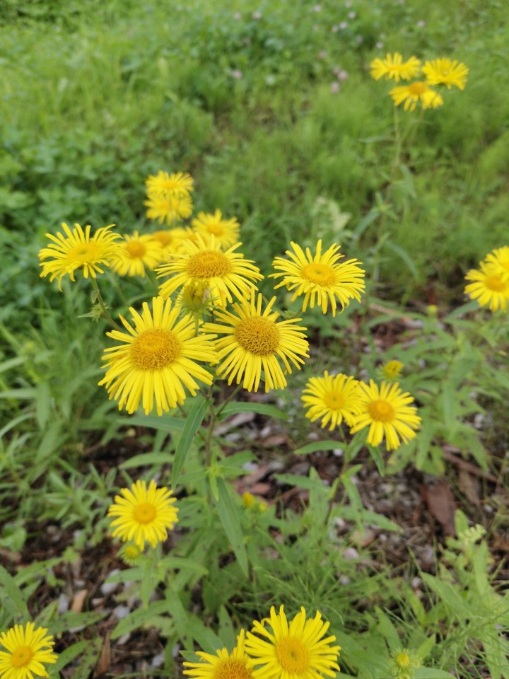 flowers