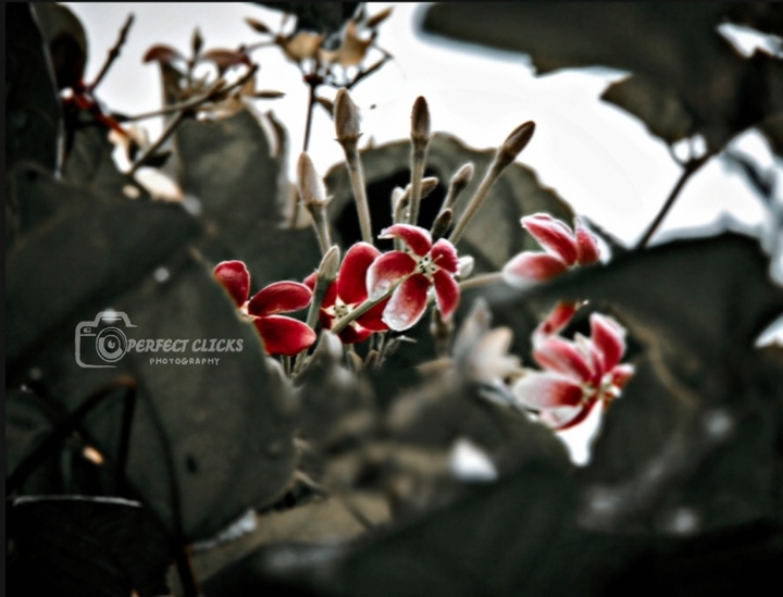 pink flowers