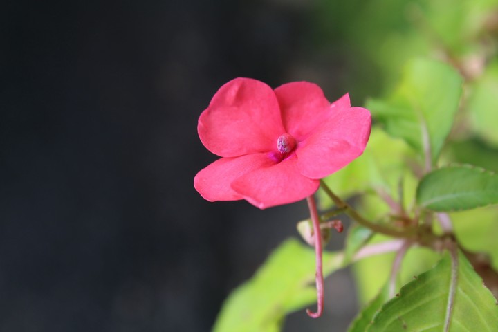 Flora