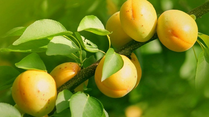 apricot