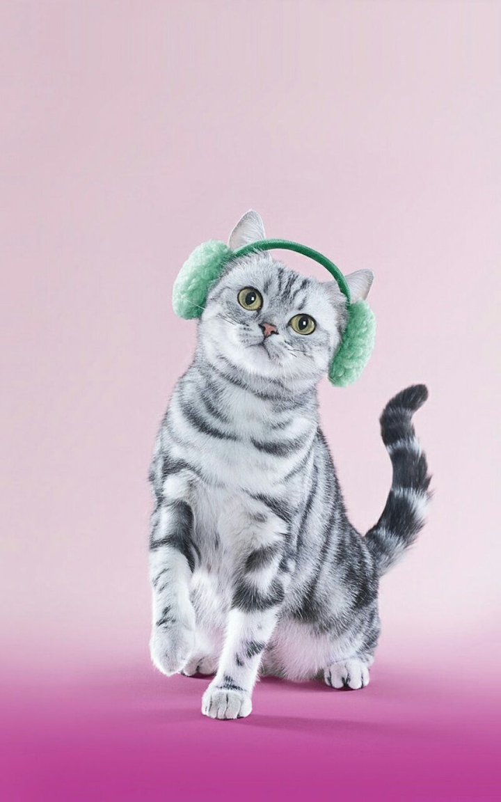 Lovely Cat