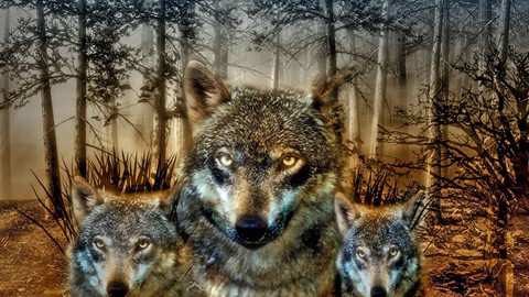 Wolf