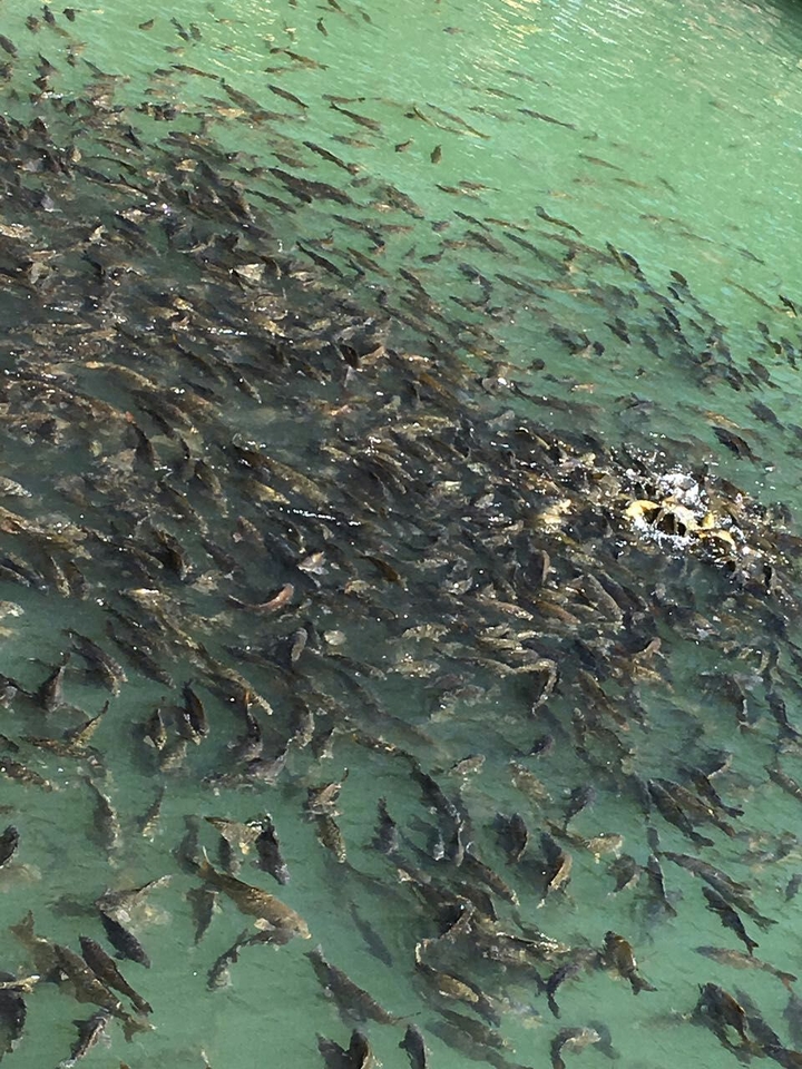 #fish #lake #nainital #india