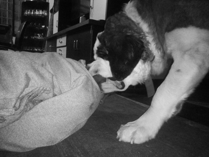 st bernard