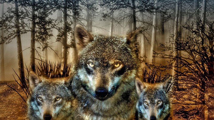 Wolf