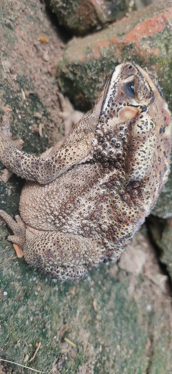 French frog