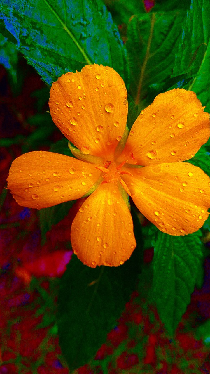 i love flower