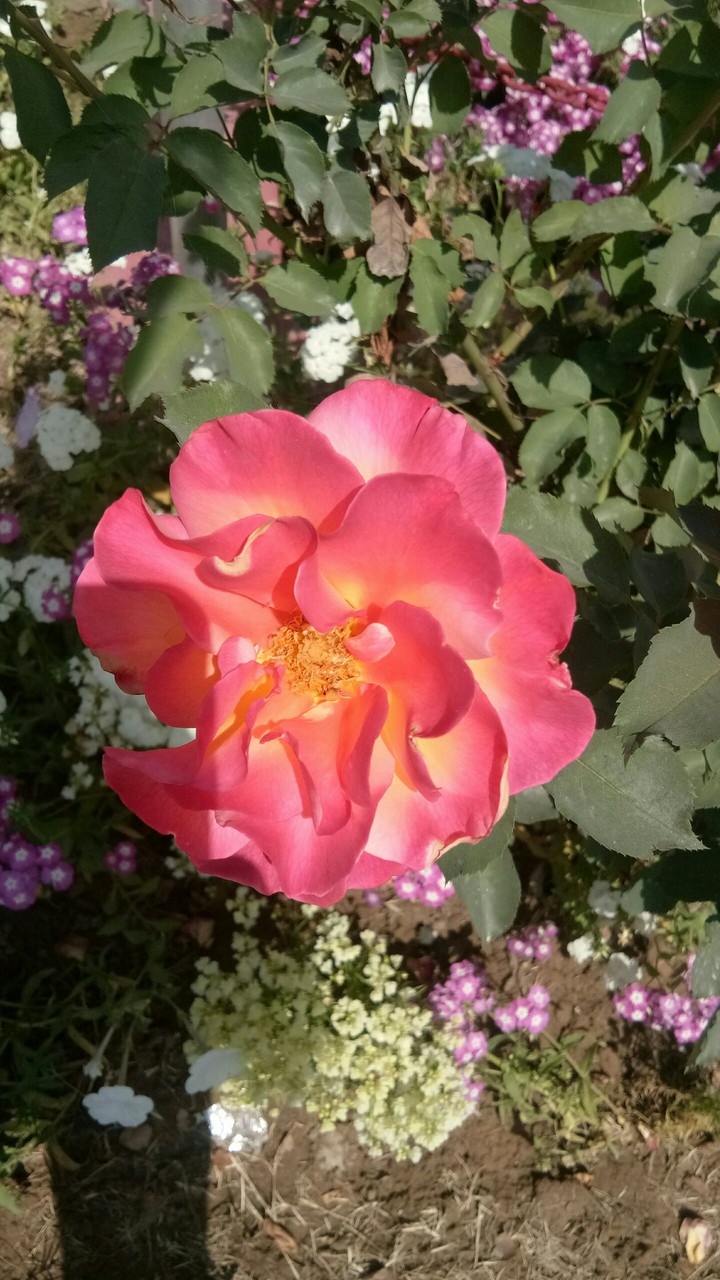 flowers for you