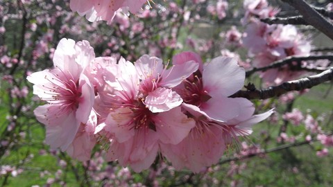 Blume