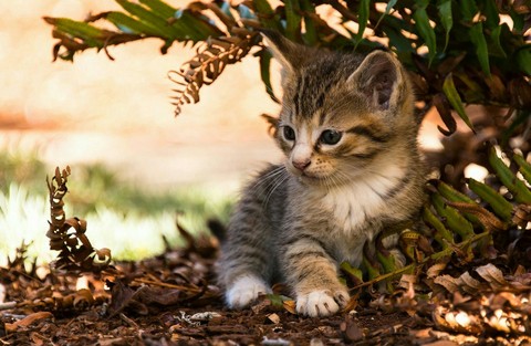 Kitten❤