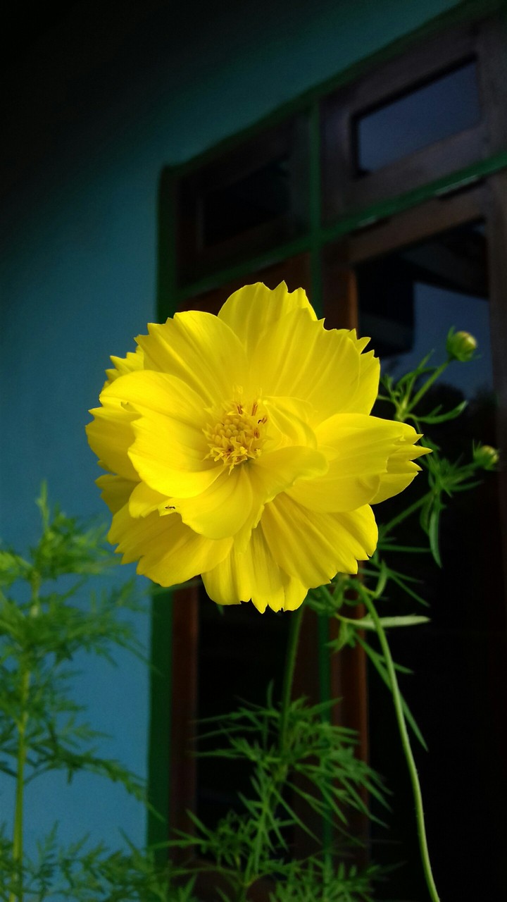 yellow flowers ❤❤