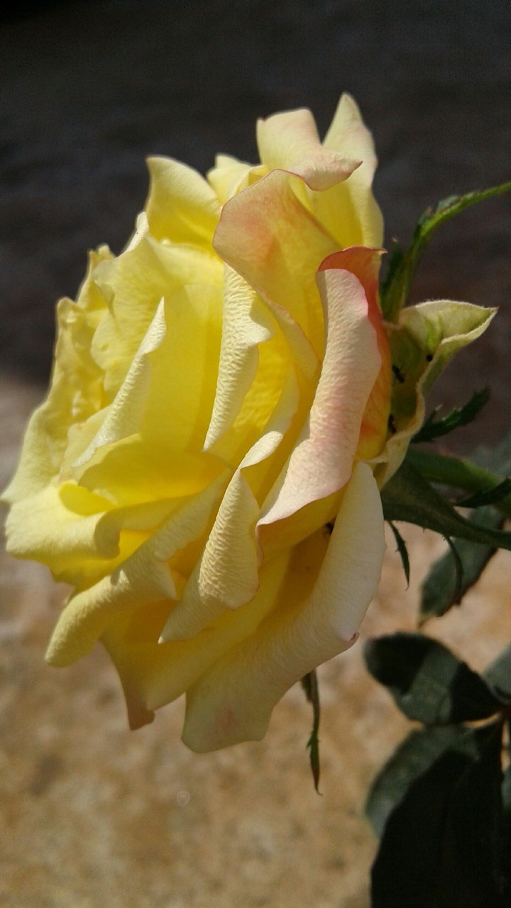 yellow red rose