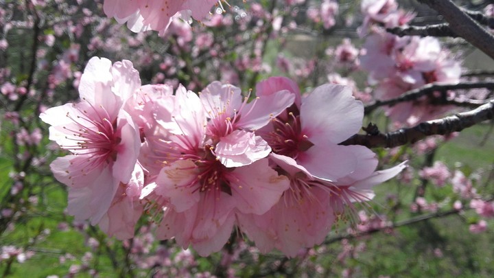 Blume