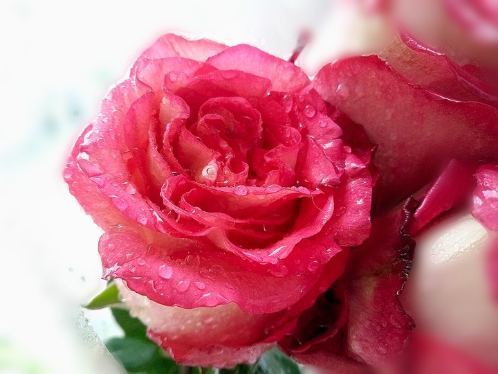 rosе