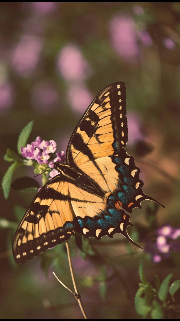butterfly