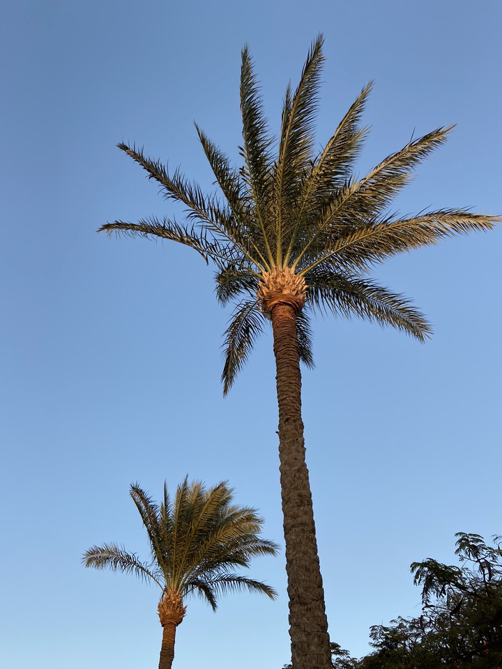 palms