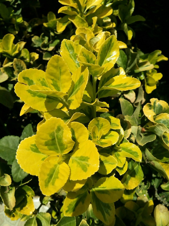 verde amarillo