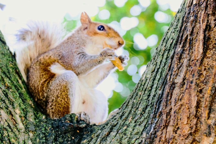 squirrel with cookie