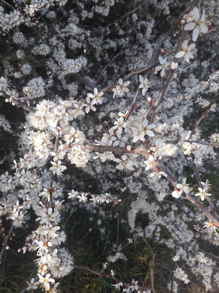 Frühling