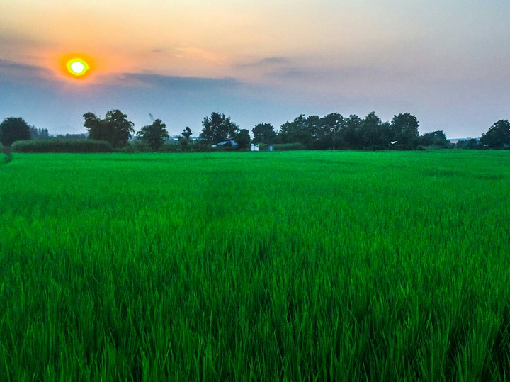 my farm