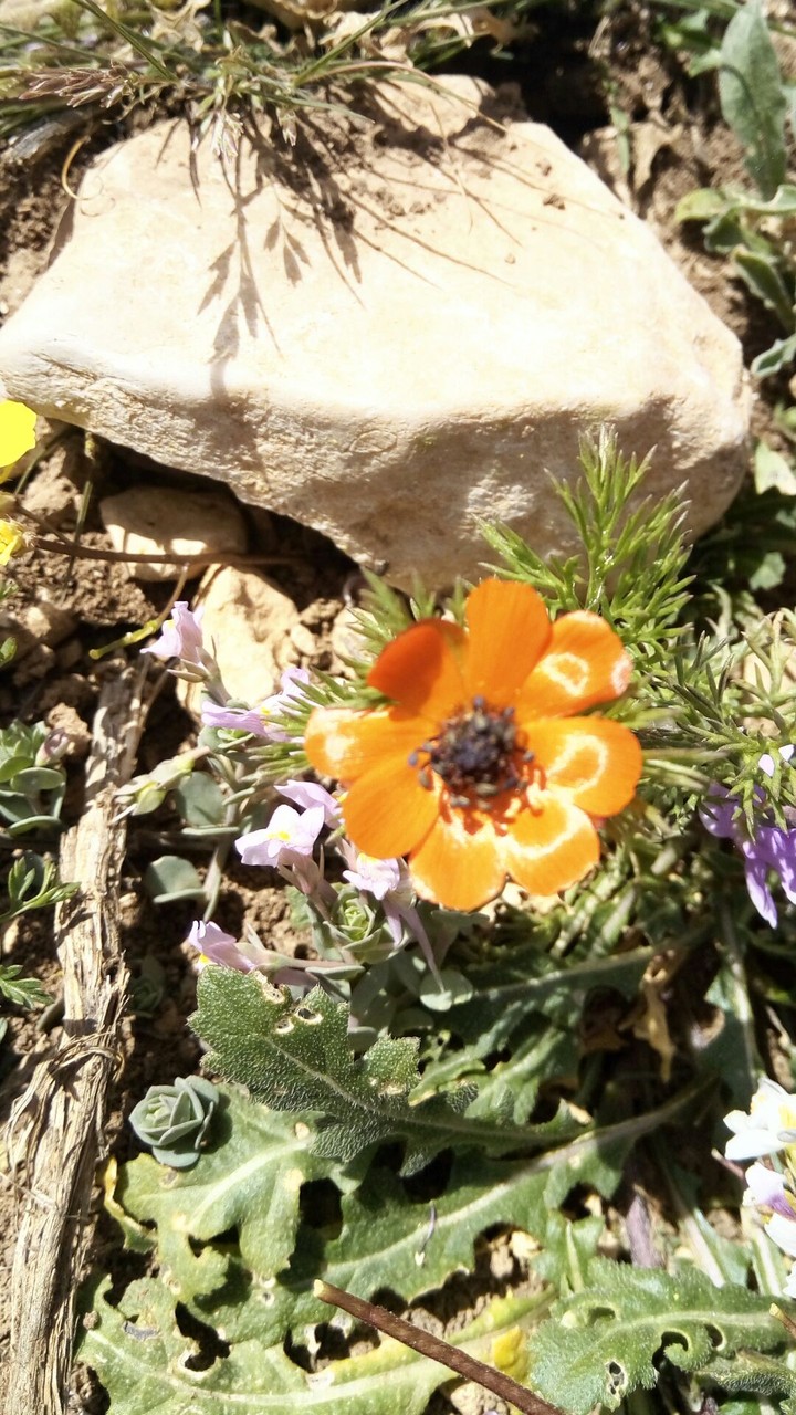 une belle fleur