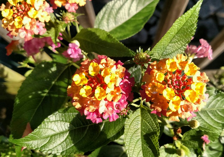 Fire Flower