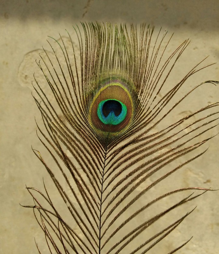 Peacock feather