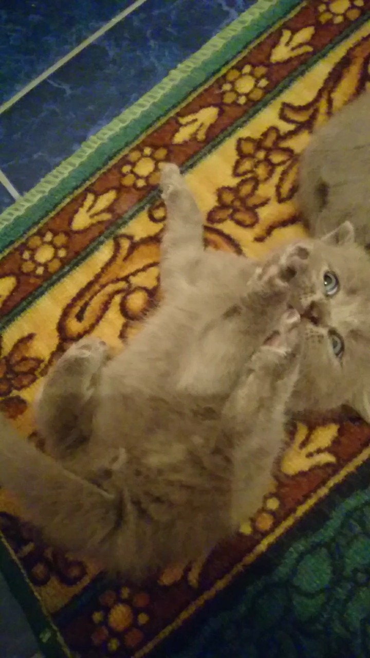 котик