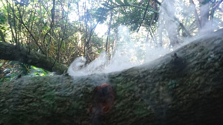 Smoked tree