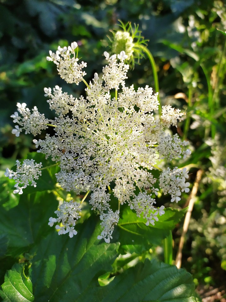 wildflower