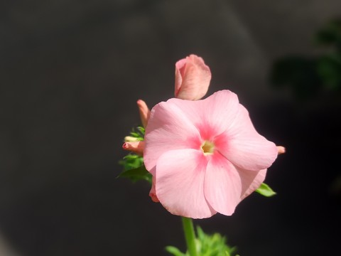 обои flower, pedicel