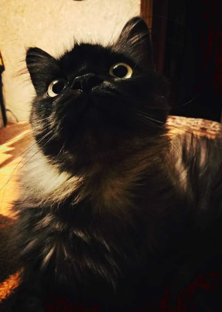 curiosity
