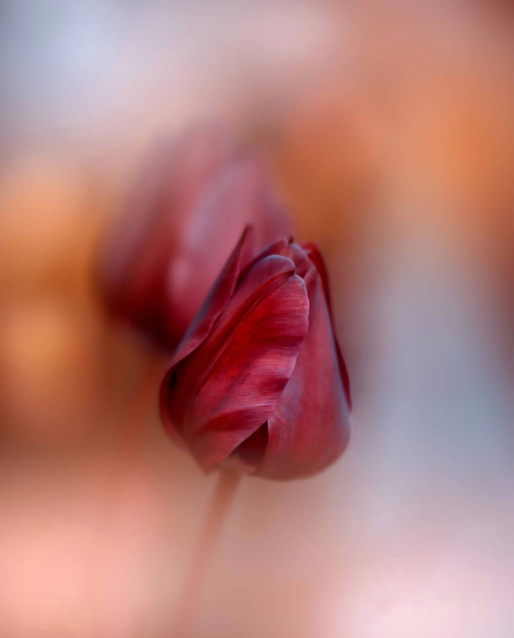 Tulip