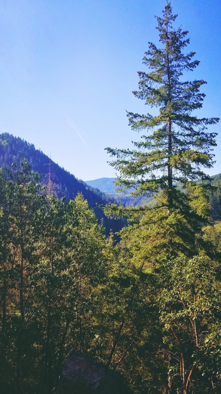 PNW trees