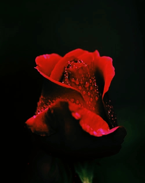 rose