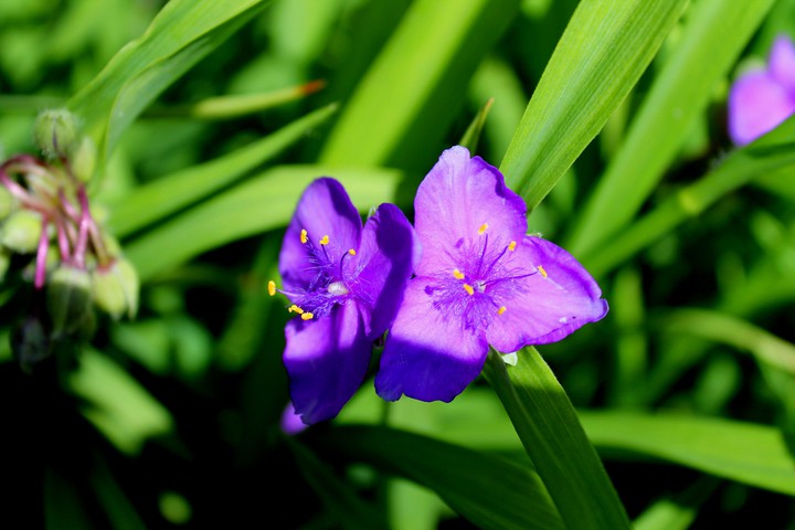 Blume)))