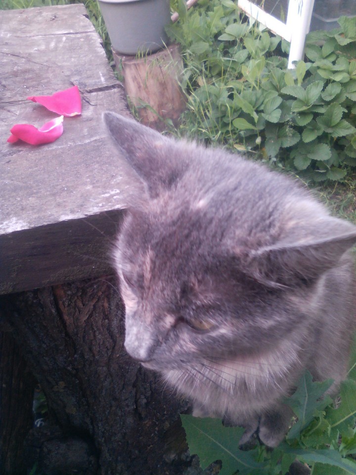 cat