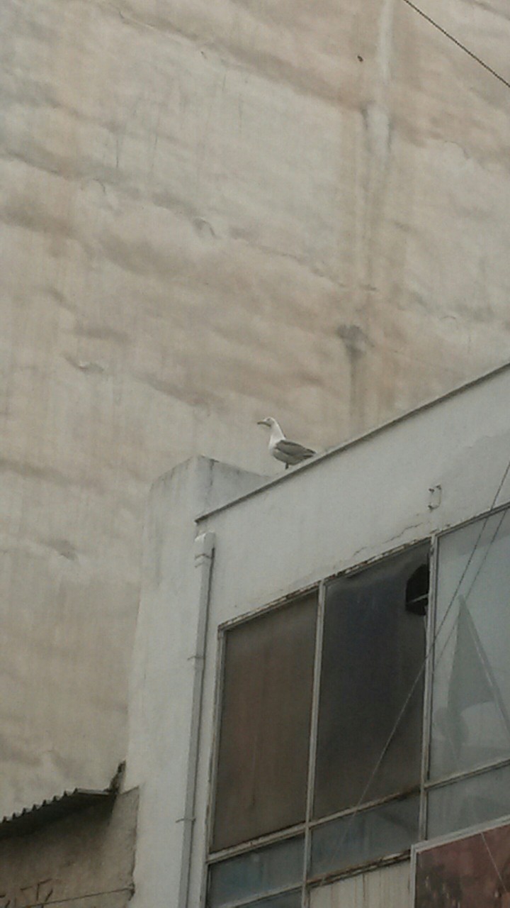 duck