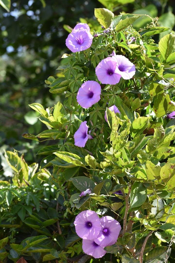 Campanula Flowers 1
