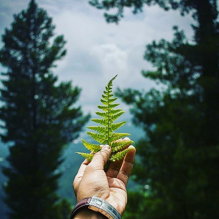 fern
