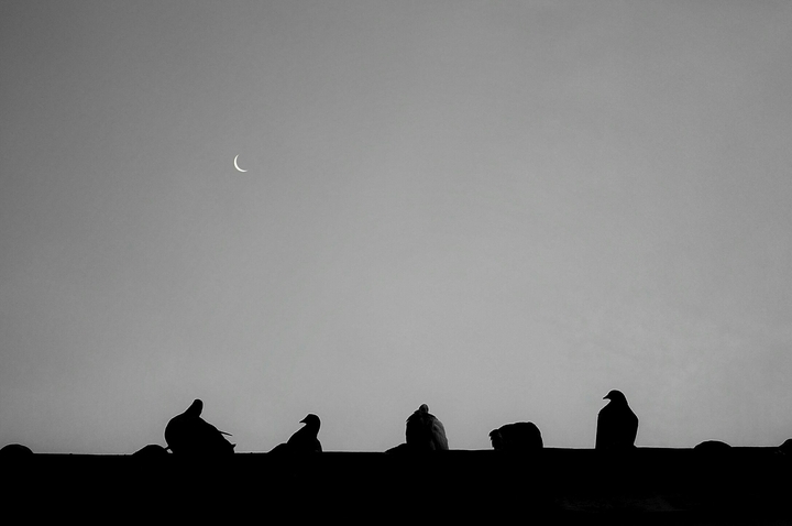 Doves