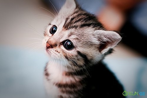 kitten kitten
