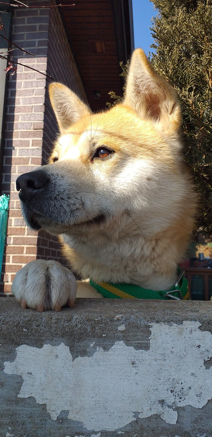 dog