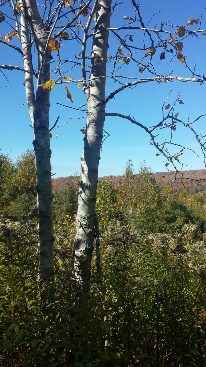 Birch Tree