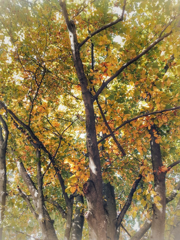 Autumn