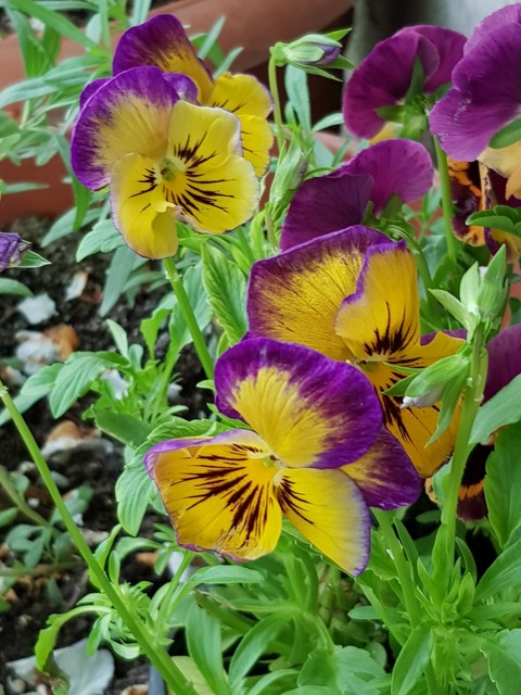 flower, viola achtergronden