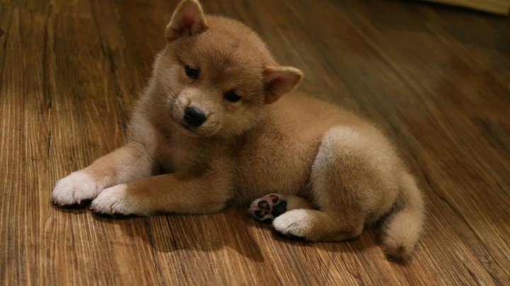 lovely puppy
